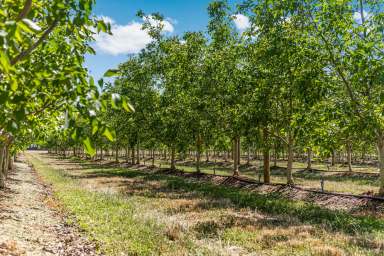 Farm For Sale - VIC - Bunbartha - 3634 - Imatech Tree Nursery
Part of the Imatech Group
Total Area: 129.48 hectares I 320 acres  (Image 2)