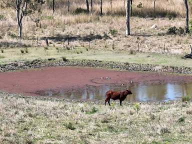 Farm For Sale - QLD - Braemore - 4313 - Flat and Usable! 39.66  Acres  (Image 2)