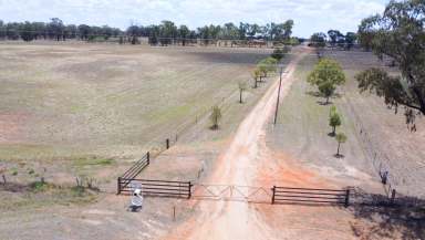 Farm For Sale - NSW - Minore - 2830 - 1300 Acres On Dubbo's Doorstep!  (Image 2)