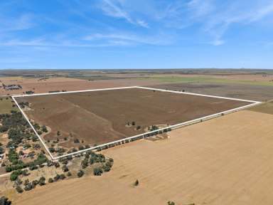 Farm For Sale - VIC - Mitiamo - 3573 - 430 Acres Mitiamo District  (Image 2)