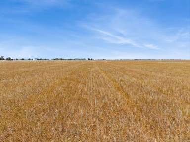 Farm For Sale - VIC - Mitiamo - 3573 - 430 Acres Mitiamo District  (Image 2)