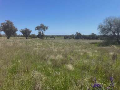 Farm For Sale - NSW - Trewilga - 2869 - Lifestyle Rural Residential Acreage - DWELLING ENTITLEMENT  (Image 2)