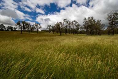 Farm For Sale - NSW - Walcha - 2354 - "Tingaloor". Rural Lifestyle Block Just Minutes from the Heart of Walcha  (Image 2)