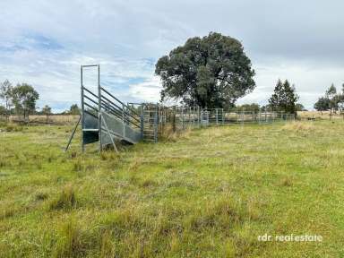 Farm For Sale - NSW - Inverell - 2360 - ROOM TO MOO-VE  (Image 2)