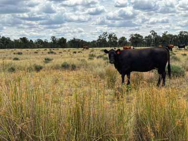 Farm For Sale - NSW - Trundle - 2875 - 'Part Myall Dell'  (Image 2)