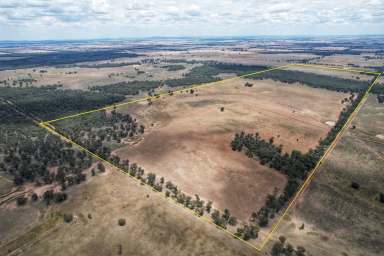 Farm For Sale - NSW - Trundle - 2875 - 'Part Myall Dell'  (Image 2)