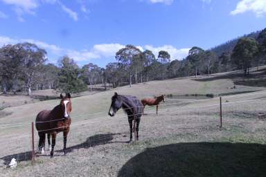 Farm For Sale - NSW - Araluen - 2622 - DEUA RIVER  (Image 2)