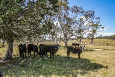 Farm For Sale - NSW - Braidwood - 2622 - "KABURRA"  (Image 2)