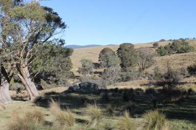 Farm For Sale - NSW - Harolds Cross - 2622 - Cattle Grazing With Water Security  (Image 2)