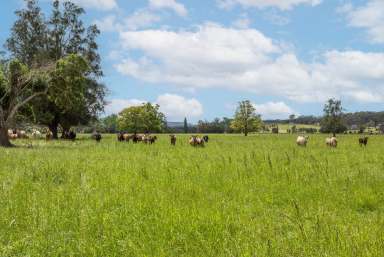 Farm For Sale - NSW - Berry - 2535 - 'Wainu Glen'  (Image 2)