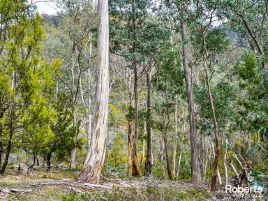 Farm For Sale - TAS - Magra - 7140 - Beautiful, Serene Bush Block  (Image 2)