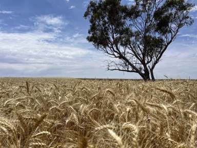 Farm For Sale - WA - Cunderdin - 6407 - " 'McKay's' includes some of the best 'Mallee' and 'Salmon' soils Cunderdin has to offer"  (Image 2)