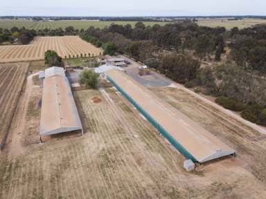 Farm For Sale - VIC - Kyabram - 3620 - Exceptional Rural Retreat: A Perfect Blend of Productivity and Lifestyle  (Image 2)