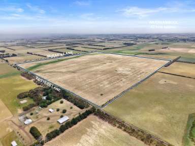 Farm For Sale - VIC - Mortlake - 3272 - Slightly undulating 101 hectares of lifestyle property, ideal for grazing and cropping or building your dream home  (Image 2)