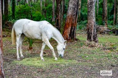 Farm For Sale - NSW - Batehaven - 2536 - Peaceful Acres & Convenient Location  (Image 2)