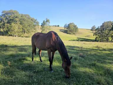 Farm For Sale - NSW - Gresford - 2311 - Lot14/DP11562  (Image 2)