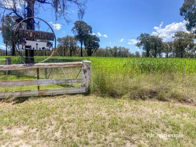 Farm For Sale - NSW - Inverell - 2360 - IRON RIDGE  (Image 2)