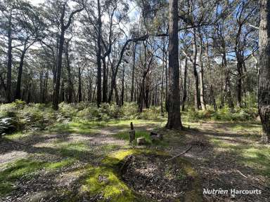 Farm For Sale - VIC - Binginwarri - 3966 - Secluded Bush Camp Block  (Image 2)