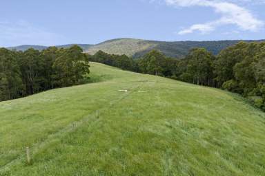 Farm For Sale - VIC - Boonah - 3235 - DELIGHTFUL OTWAYS DISTRICT HOLDING  (Image 2)