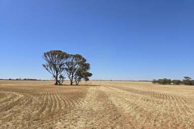 Farm For Sale - WA - Narembeen - 6369 - FOR LEASE 
5383 HA (13,302 AC) approximately  (Image 2)