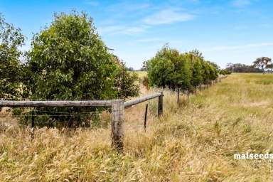 Farm For Sale - SA - Mingbool - 5291 - Approx 188 acres in Prime Location- Strong, healthy pasture  (Image 2)