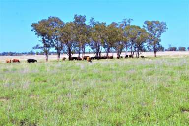 Farm For Sale - QLD - Mount Abundance - 4455 - Roma Grazing  (Image 2)