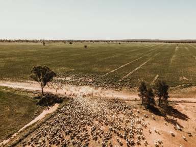 Farm For Sale - NSW - Condobolin - 2877 - FOR LEASE BY TENDER CLOSES 18th December 4pm  (Image 2)