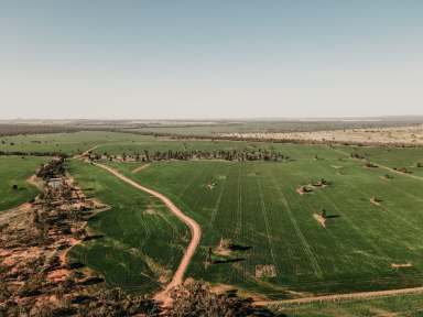 Farm For Sale - NSW - Condobolin - 2877 - FOR LEASE BY TENDER CLOSES 18th December 4pm  (Image 2)