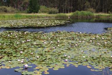 Farm For Sale - WA - Boorara Brook - 6262 - Karri Country & Water 88.15Ha* (217 Ac*)  (Image 2)