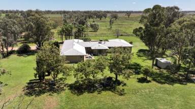 Farm For Sale - NSW - Moree - 2400 - "Illourie" Moree  (Image 2)