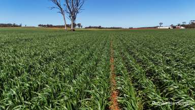 Farm For Sale - WA - Narembeen - 6369 - "CUMBERLAND FARMS"  (Image 2)