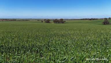 Farm For Sale - WA - Narembeen - 6369 - "CUMBERLAND FARMS"  (Image 2)