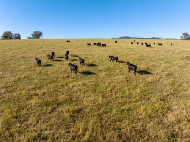 Farm For Sale - NSW - Oberne Creek - 2650 - Outstanding Oberne Valley Opportunity  (Image 2)