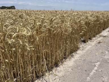 Farm For Sale - WA - Cunderdin - 6407 - A selection of the best 'Mallee' and 'Salmon' soils Cunderdin has to offer  (Image 2)