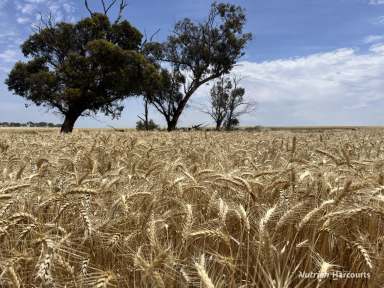 Farm For Sale - WA - Cunderdin - 6407 - 'McKay's' includes some of the best 'Mallee' and 'Salmon' soils Cunderdin has to offer  (Image 2)