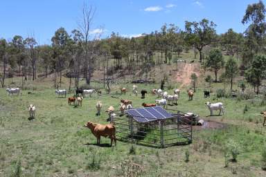 Farm For Sale - QLD - Mount Perry - 4671 - Ask the Cows "How Good Is the Paddock?"  (Image 2)