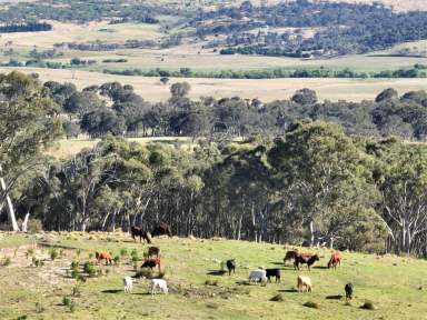 Farm For Sale - NSW - Goulburn - 2580 - Affordable Gurrundah Rural Land  (Image 2)