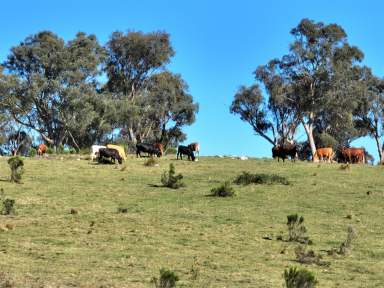 Farm For Sale - NSW - Goulburn - 2580 - Affordable Gurrundah Rural Land  (Image 2)