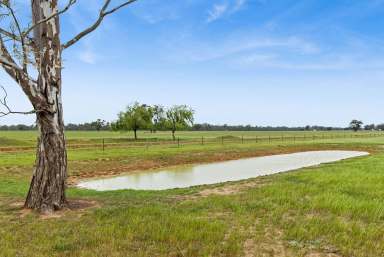 Farm For Sale - VIC - Goornong - 3557 - Productive Irrigation Farmlet  (Image 2)