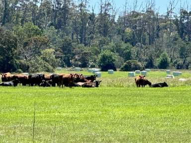 Farm For Sale - TAS - Bridport - 7262 - Embrace the Agricultural Lifestyle at Briddale Farm  (Image 2)