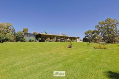 Farm For Sale - NSW - Pomona - 2648 - RARE DARLING RIVER PARCEL WITH LOADS OF POTENTIAL  (Image 2)