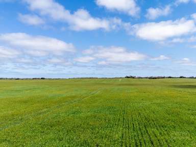 Farm Tender - SA - Foul Bay - 5577 - "McEvoys" - For Sale  (Image 2)