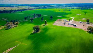 Farm For Sale - NSW - Bectric - 2665 - RARE OPPORTUNITY CLOSE TO TEMORA  (Image 2)