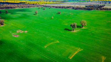 Farm For Sale - NSW - Bectric - 2665 - RARE OPPORTUNITY CLOSE TO TEMORA  (Image 2)