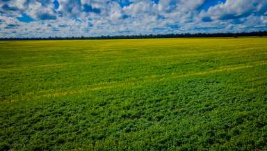 Farm For Sale - NSW - Coolamon - 2701 - CHEAP AS CHIPS  (Image 2)