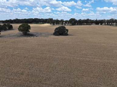 Farm For Sale - NSW - Combaning - 2666 - Exciting Opportuinity For The Astute Buyer  (Image 2)