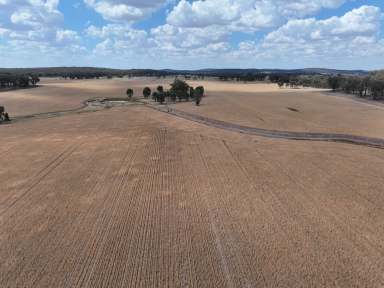 Farm For Sale - NSW - Combaning - 2666 - Exciting Opportuinity For The Astute Buyer  (Image 2)