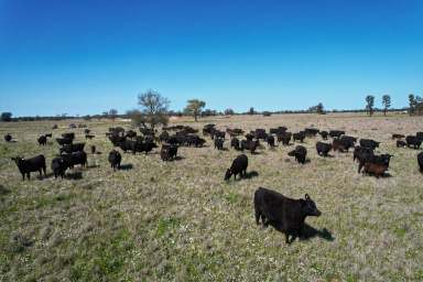 Farm For Sale - NSW - Dandaloo - 2823 - Exceptional fattening country  (Image 2)