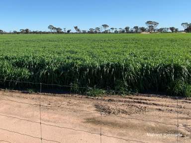 Farm For Sale - WA - Bruce Rock - 6418 - "ROSLEYVALE"  (Image 2)