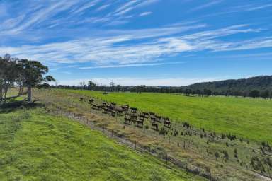 Farm For Sale - NSW - Paddys River - 2577 - Large Scale Southern Highlands Farm  (Image 2)